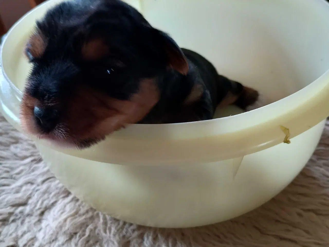 Billede 3 - Yorkshire Terrier hvalpe 