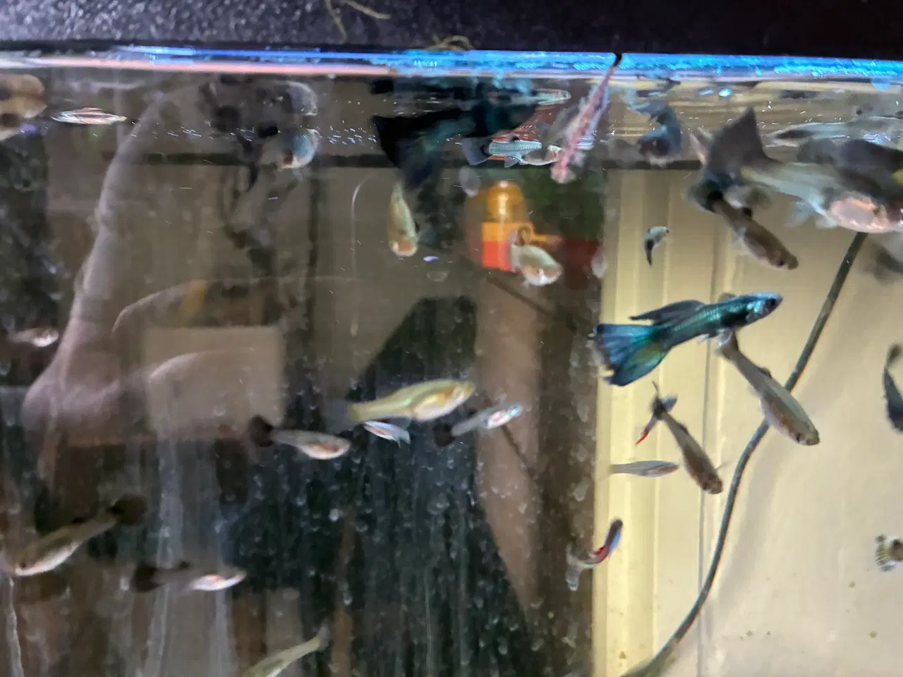 Billede 2 - Guppy 