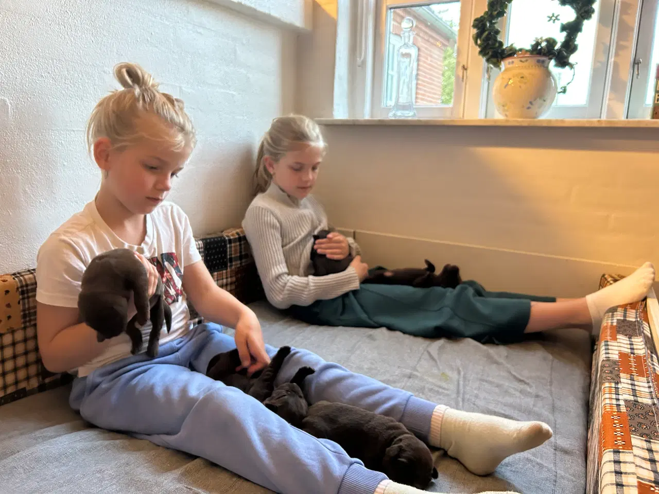 Billede 3 - Labrador hundehvalpe