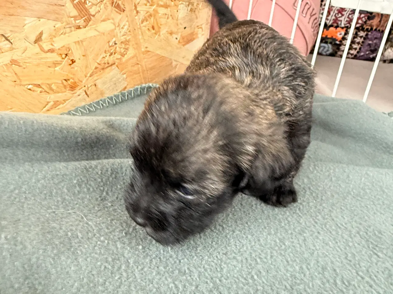 Billede 6 - 🐶 De skønneste familievenlige blandingshvalpe