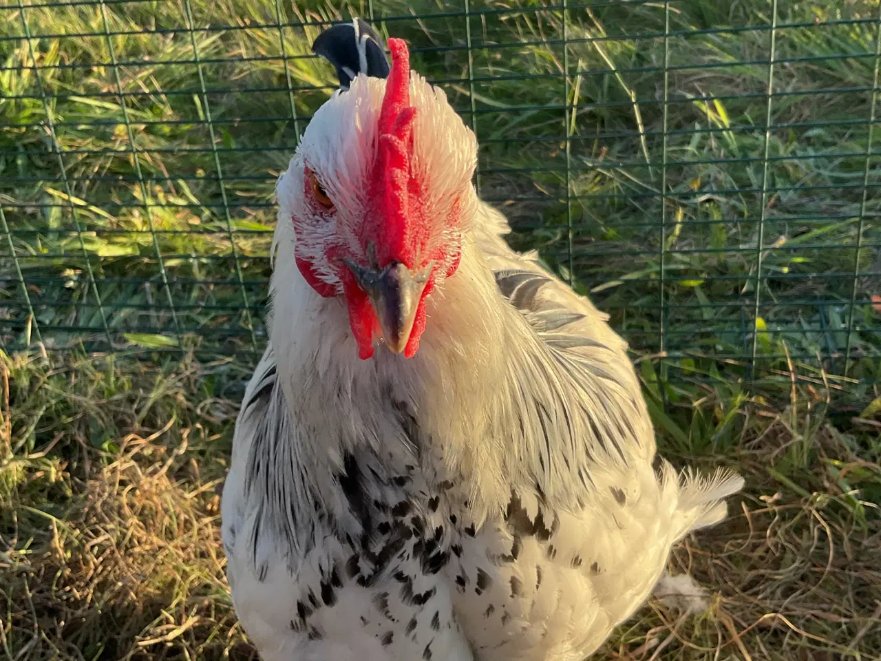 Billede 1 - Sussex hane