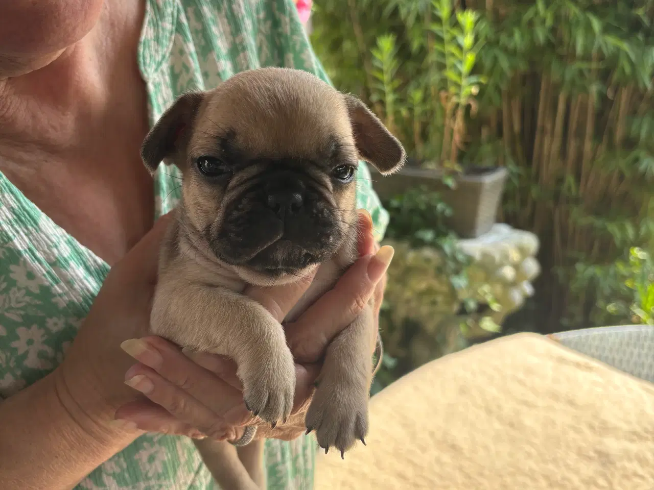 Billede 6 - Franske bulldog hvalpe