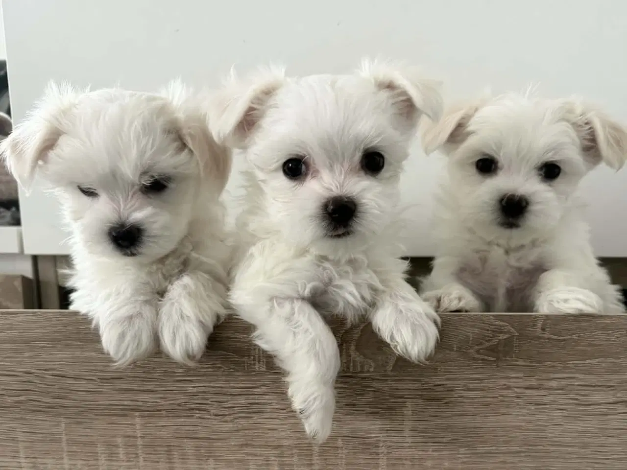 Billede 7 - Malteser 8 uger