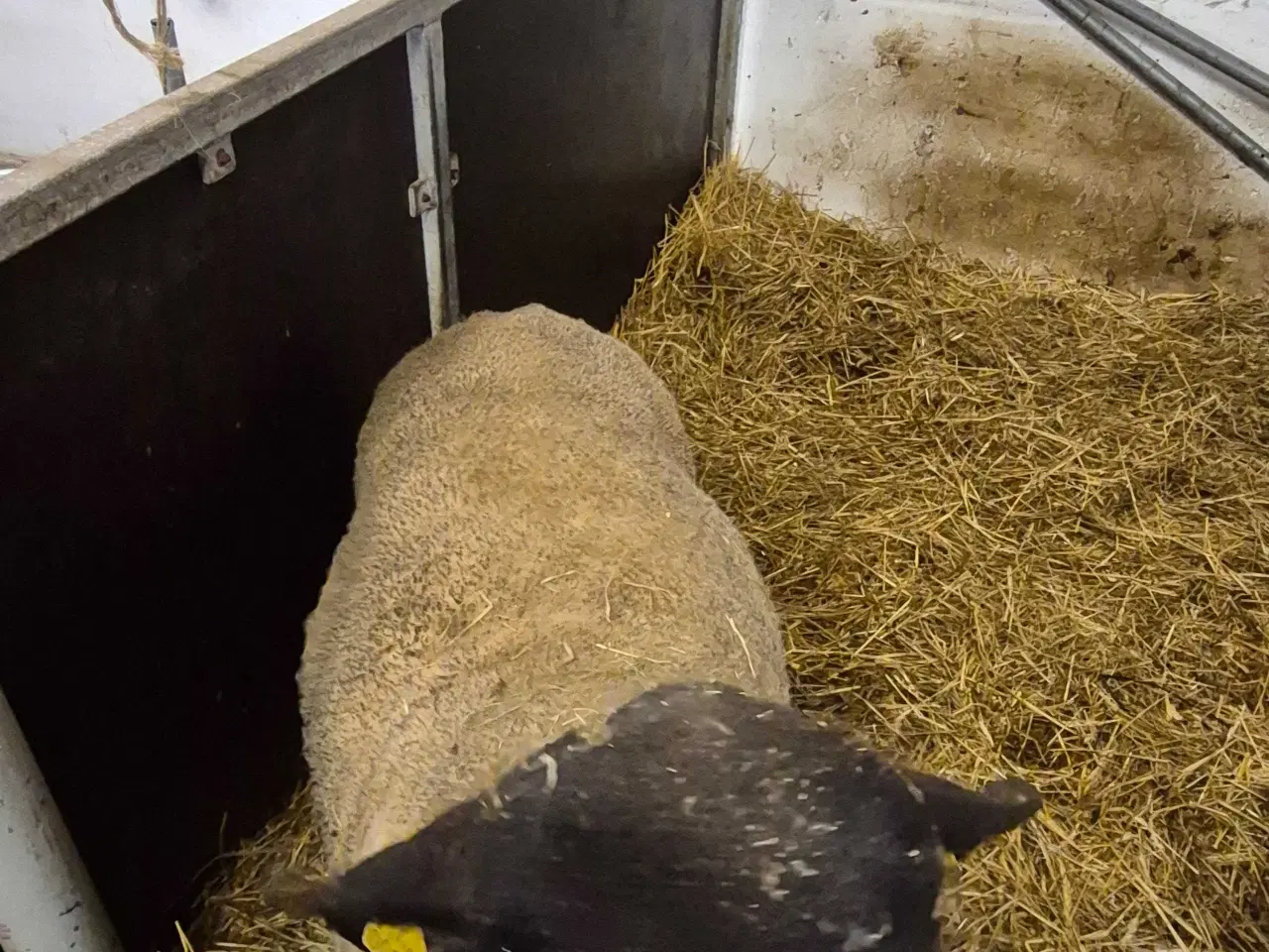 Billede 2 - Suffolk vædder sælges