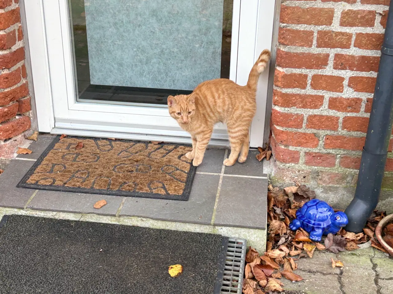 Billede 4 - Smuk orange hankilling🧡