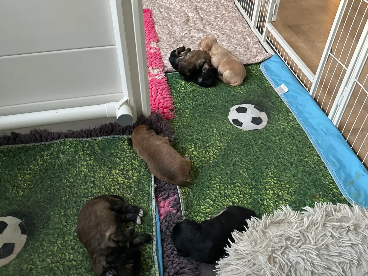 Billede 16 - Hunde valpe malteserblanding