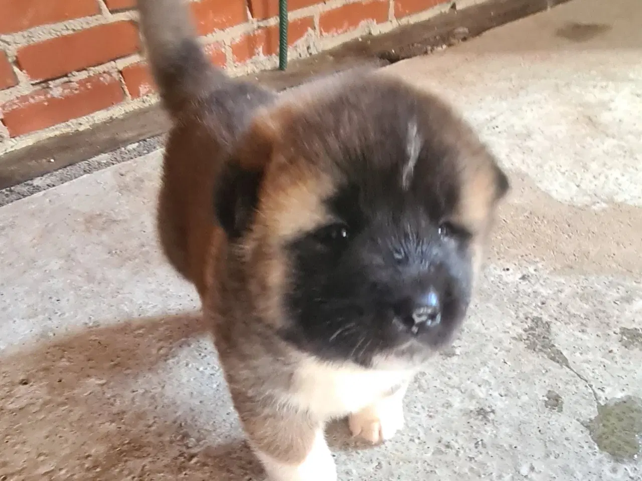 Billede 5 - Hundehvalpe Akita American 