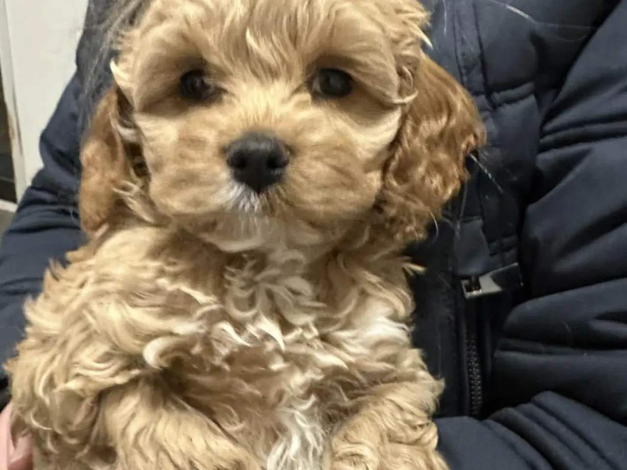 Billede 1 - Cockapoo hvalpe.