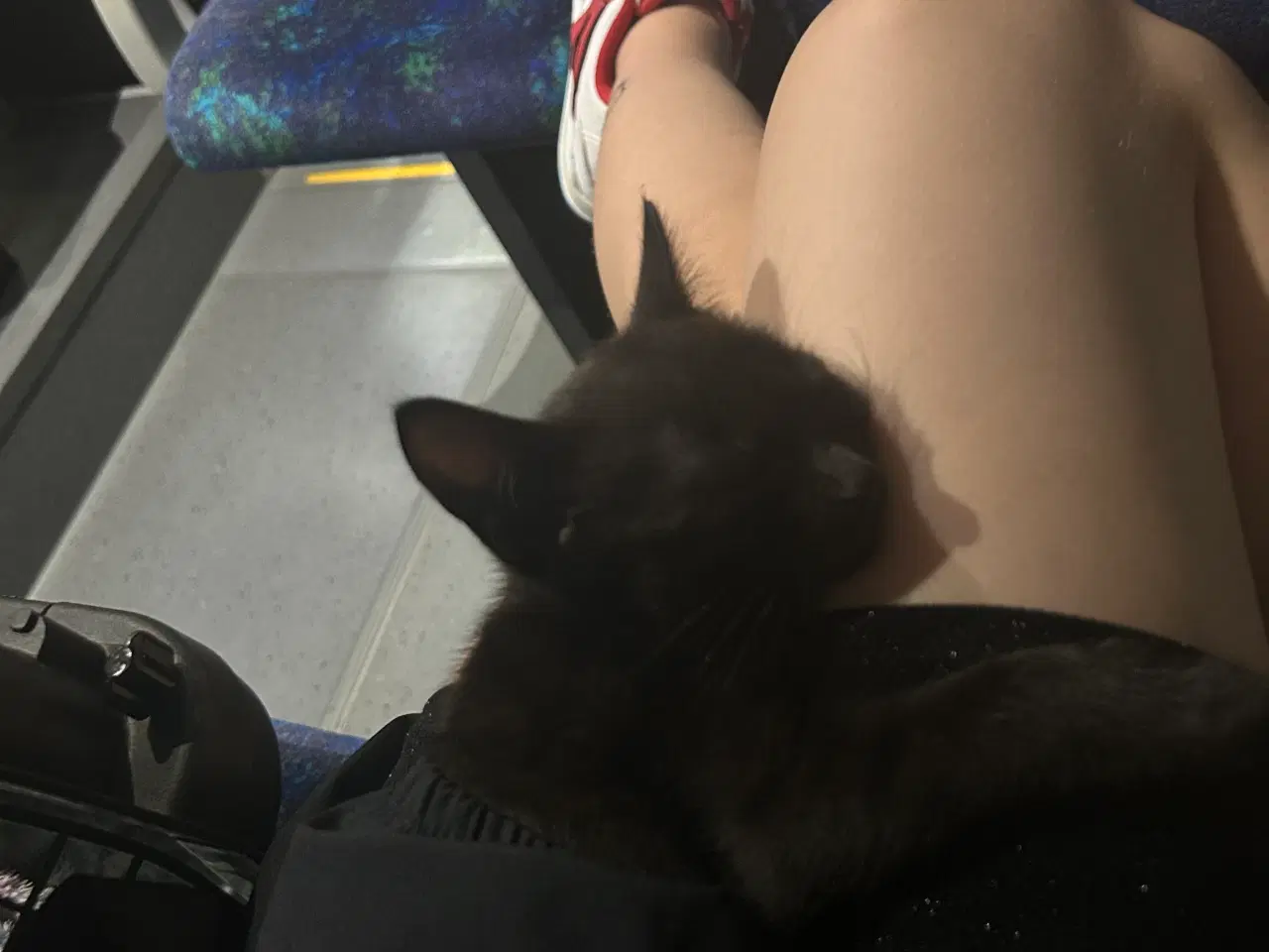 Billede 4 - Jeg skal sælge min kat da jeg ikk kan ha den mere