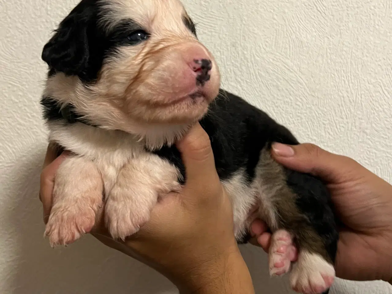 Billede 10 - 🐶 Smukke Mini Berner Sennen hvalpe 🐶 