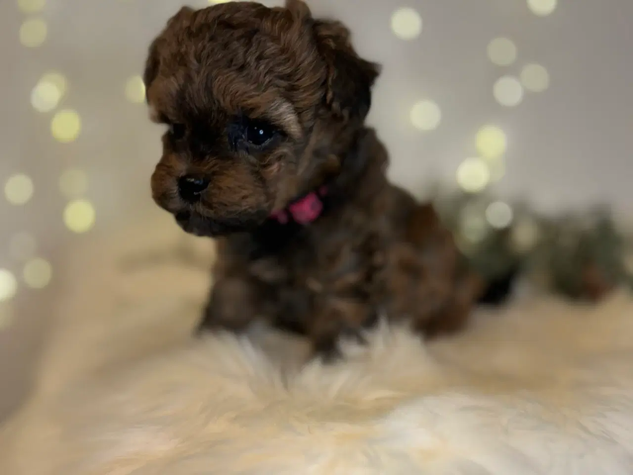 Billede 4 - Pomapoo f1b