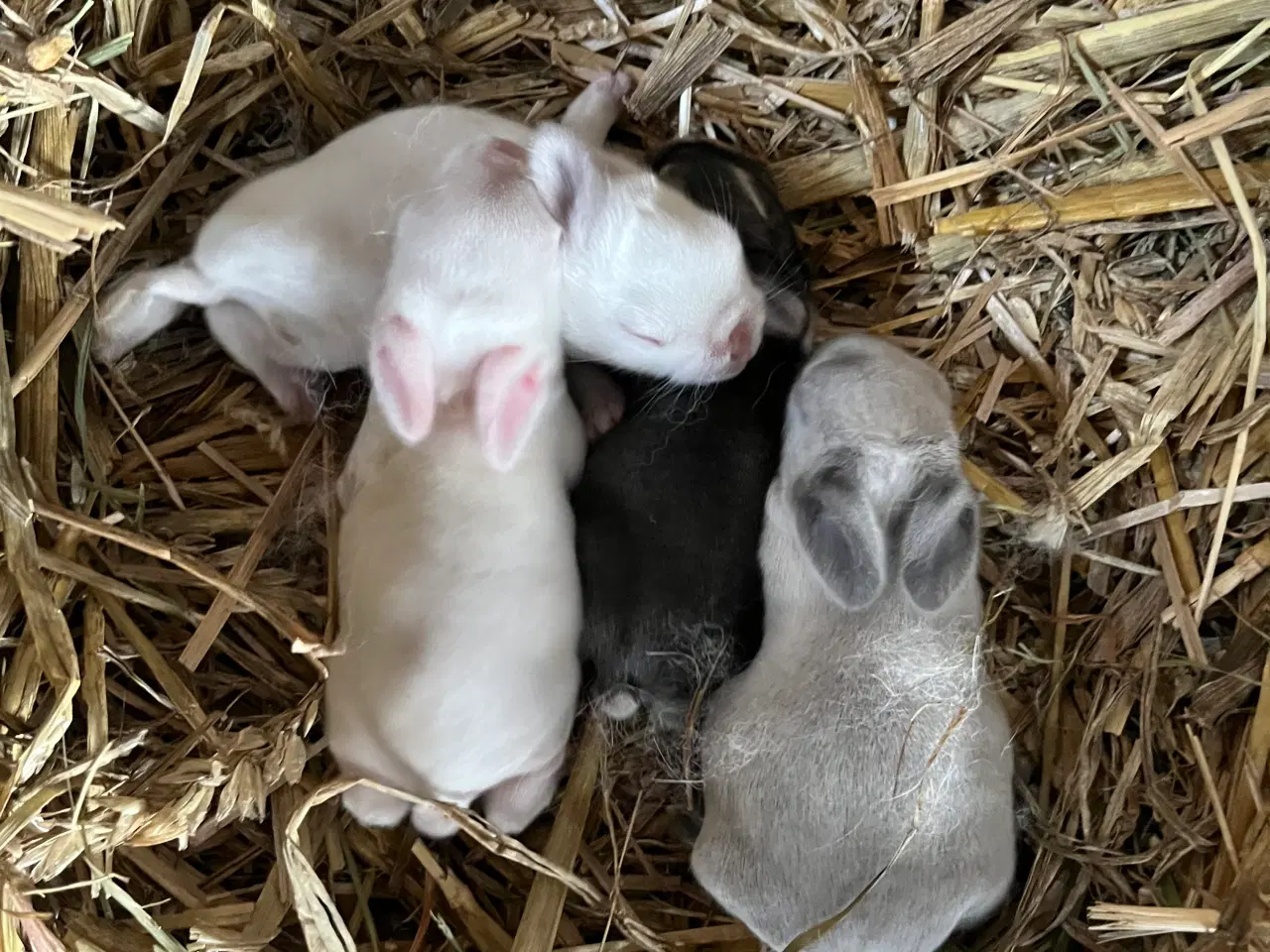 Billede 2 - Minilop/lionlop Kaninunger 