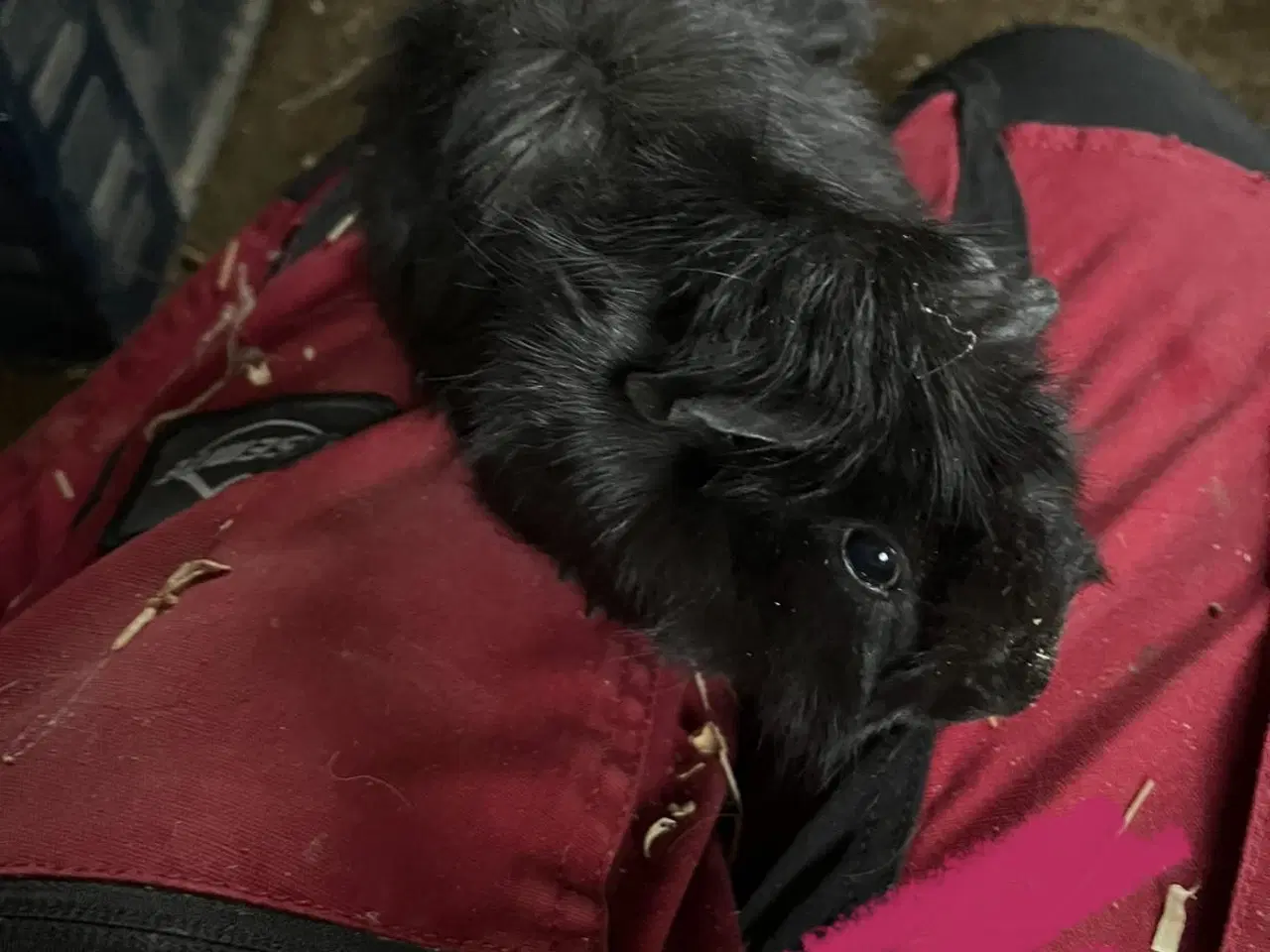 Billede 4 - Marsvine piger - unger og fuld voksen