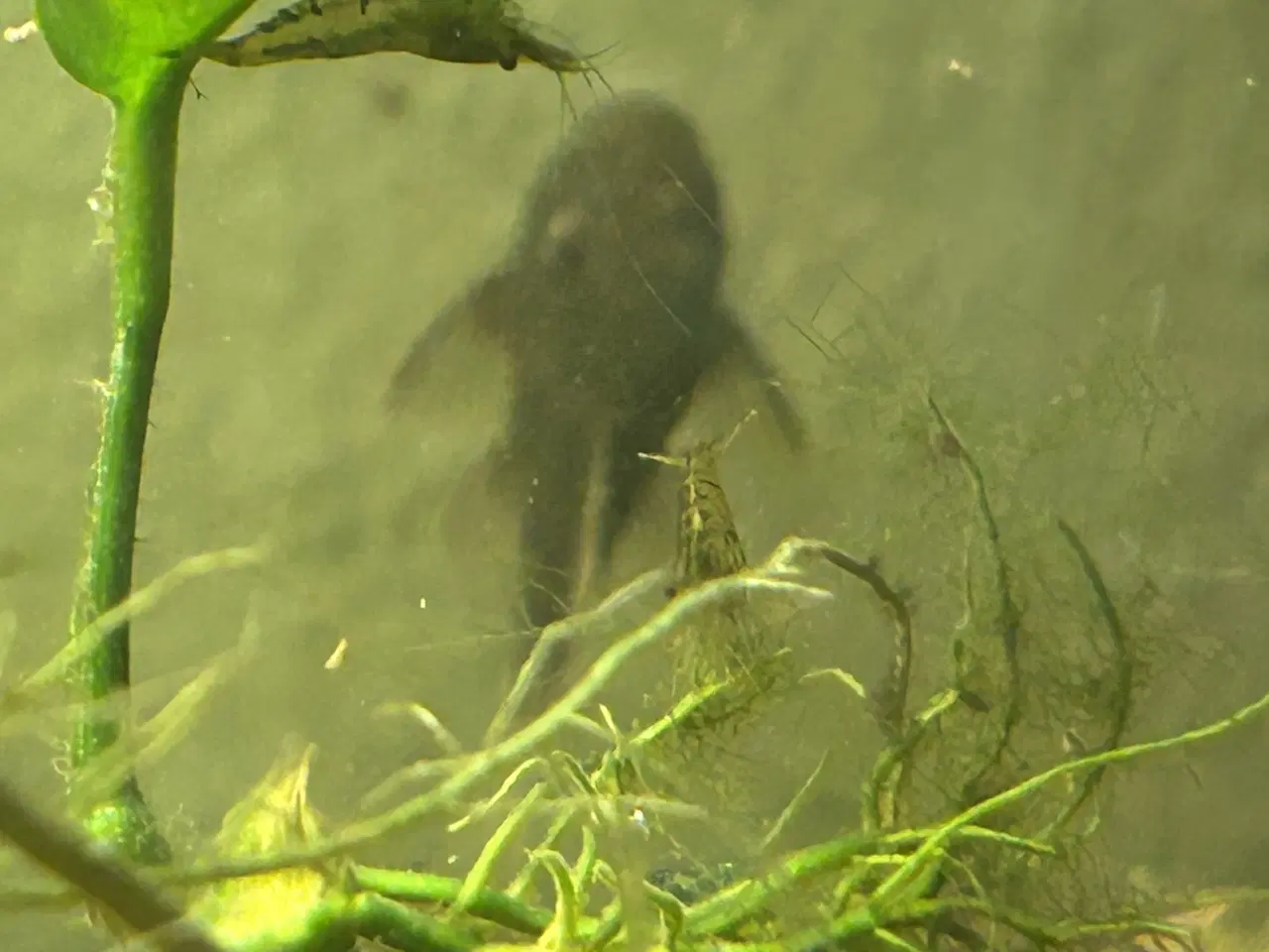 Billede 2 - 🐉 Green Dragon Ancistrus – flotte/robuste maller