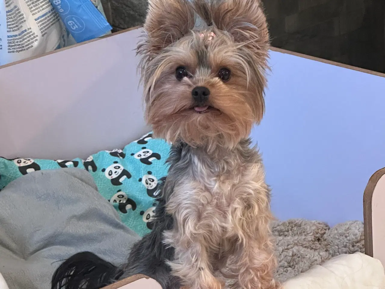 Billede 1 - Yorkshire terrier Tæve