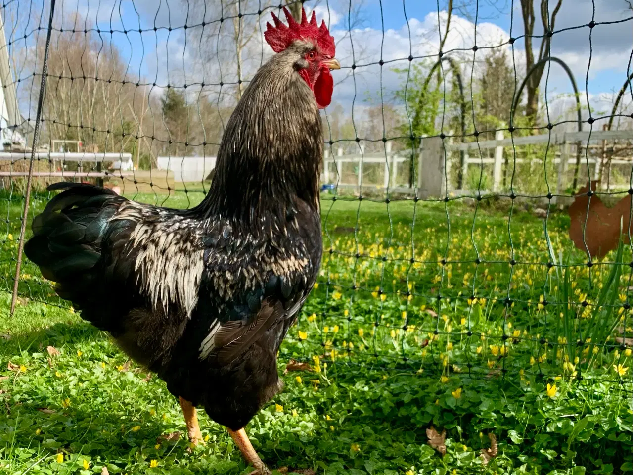 Billede 1 - (Øko) Barnevelder hane og Plymouth rock høns