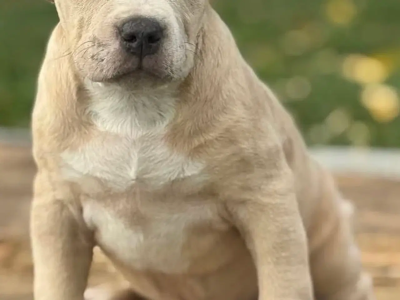 Billede 4 - American Bully han hundehvalp