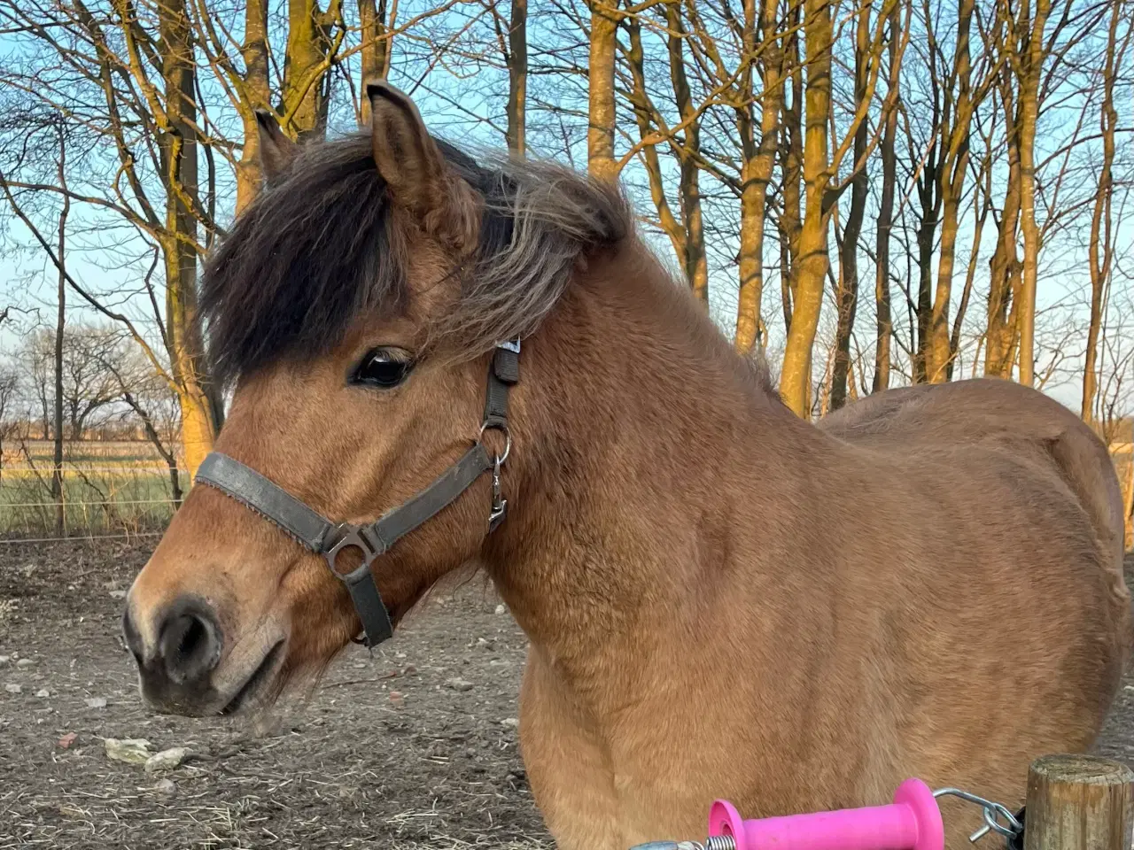 Billede 2 - Skøn pony søger nyt hjem