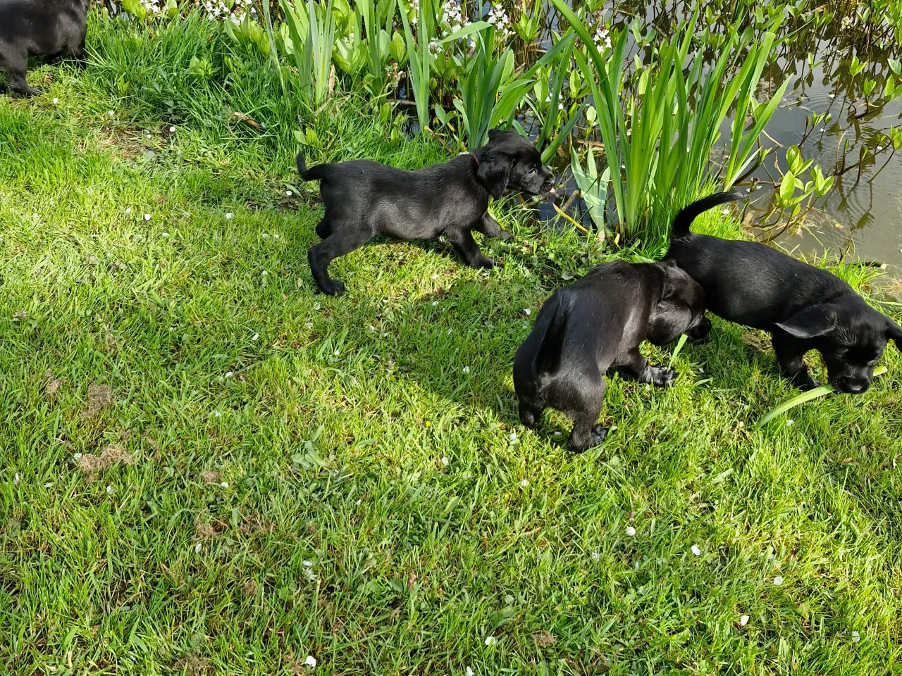 Billede 1 - Springer/Labrador blanding hvalpe 