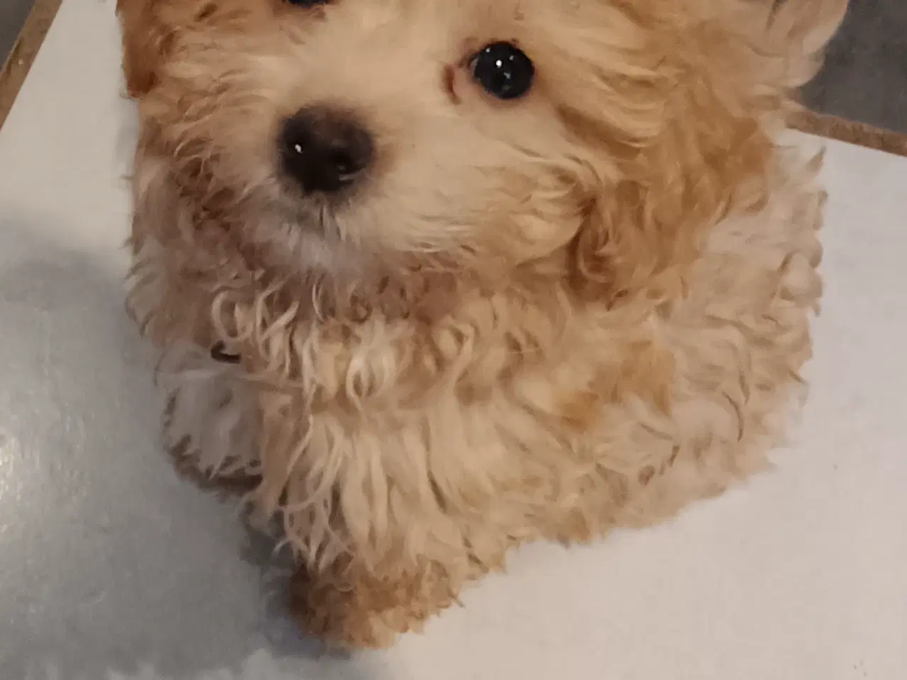 Billede 13 - Bedårende allergivenlige havapoo hvalpe