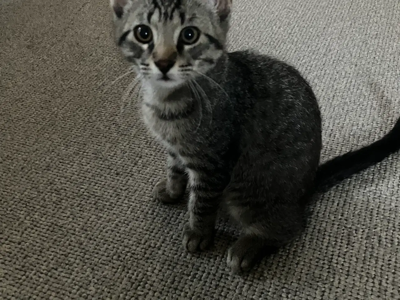 Billede 1 - Katte 
