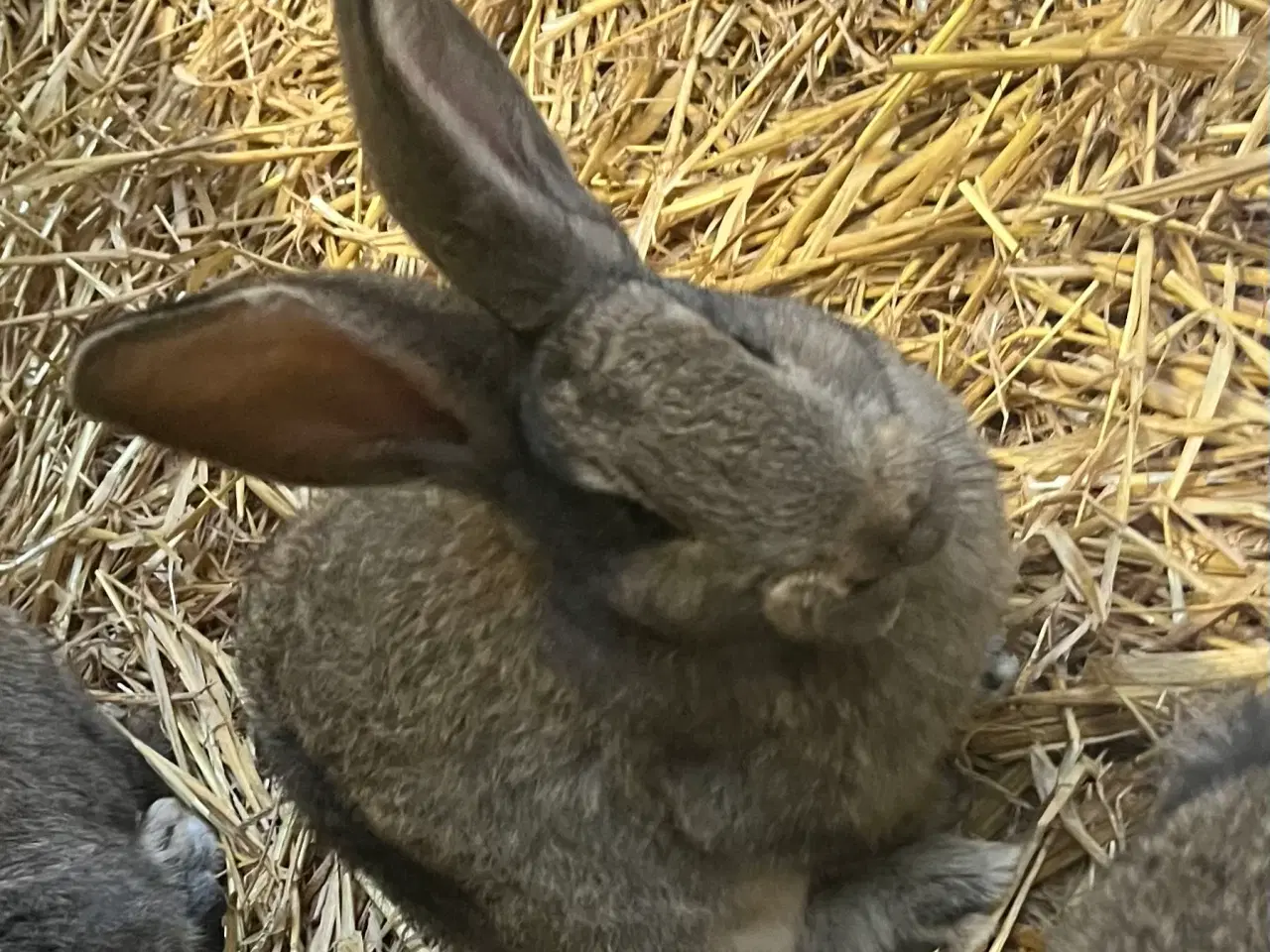 Billede 2 - Belgisk kæmpe