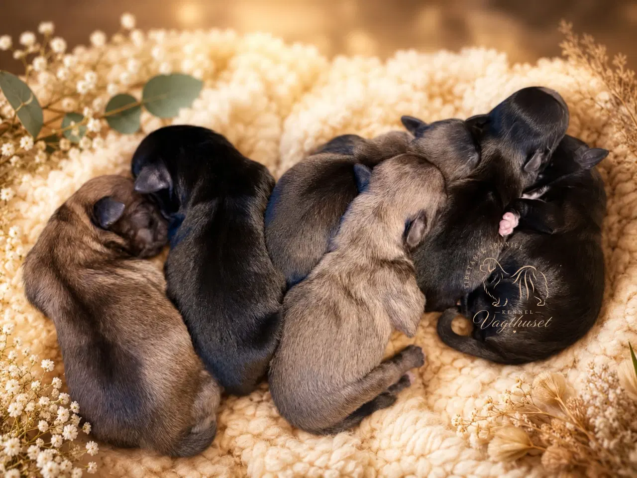 Billede 1 - Tibetansk Spaniel hvalpe