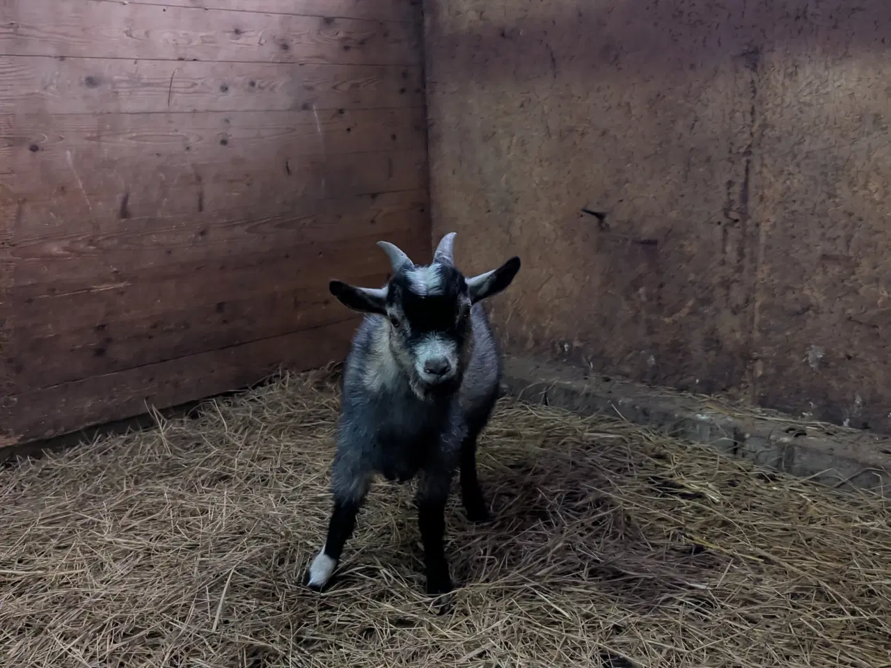 Billede 1 - Lille dværg buk