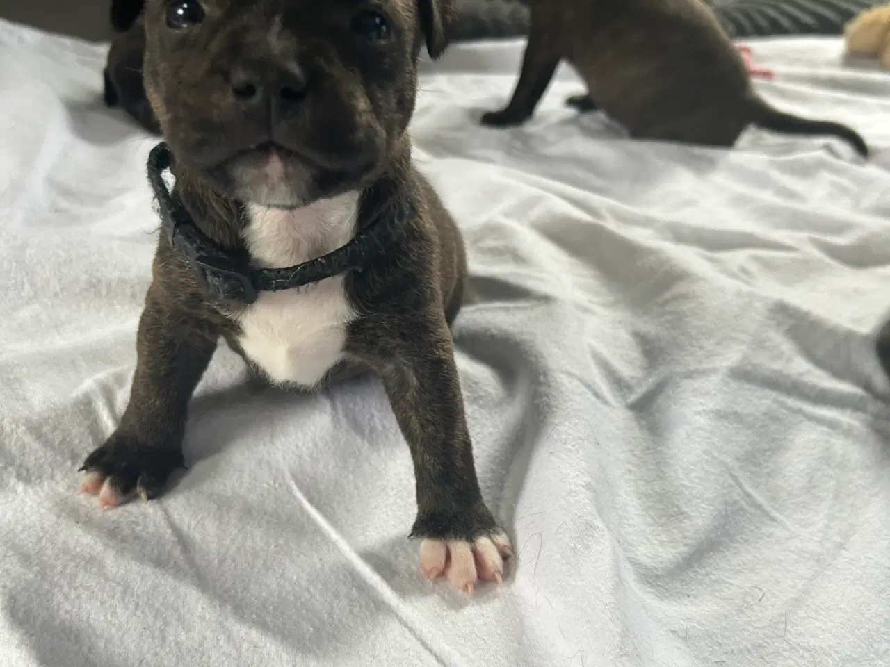 Billede 1 - Staffordshire Bull terrier hvalpe