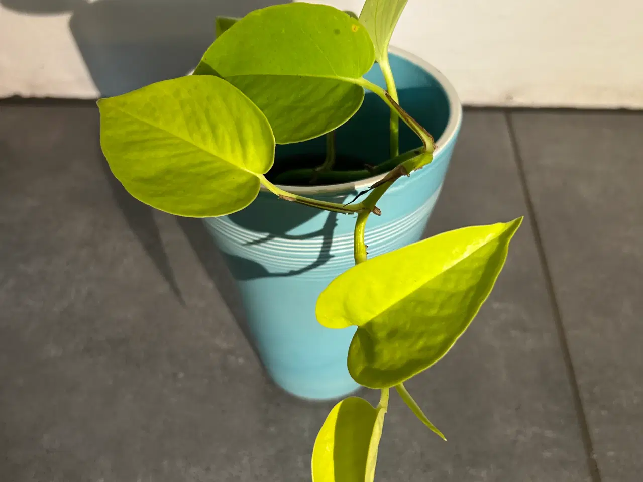 Billede 3 - Stueplanter i ens skjulere