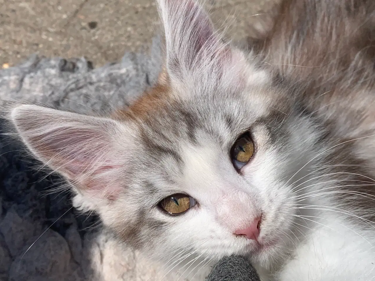 Billede 8 - Maine Coon hun killing med stamtavle