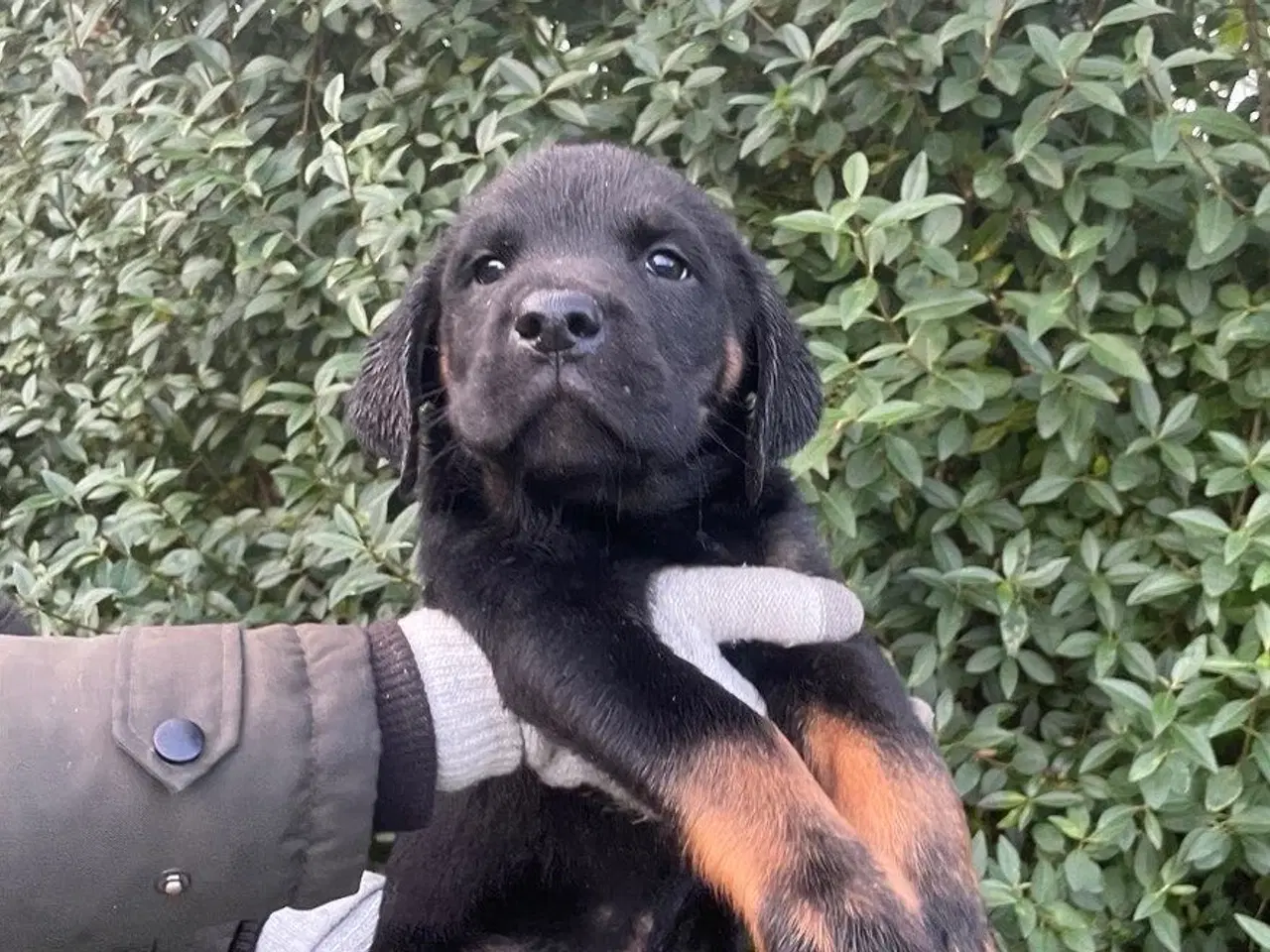 Billede 5 - Rottweiler blanding