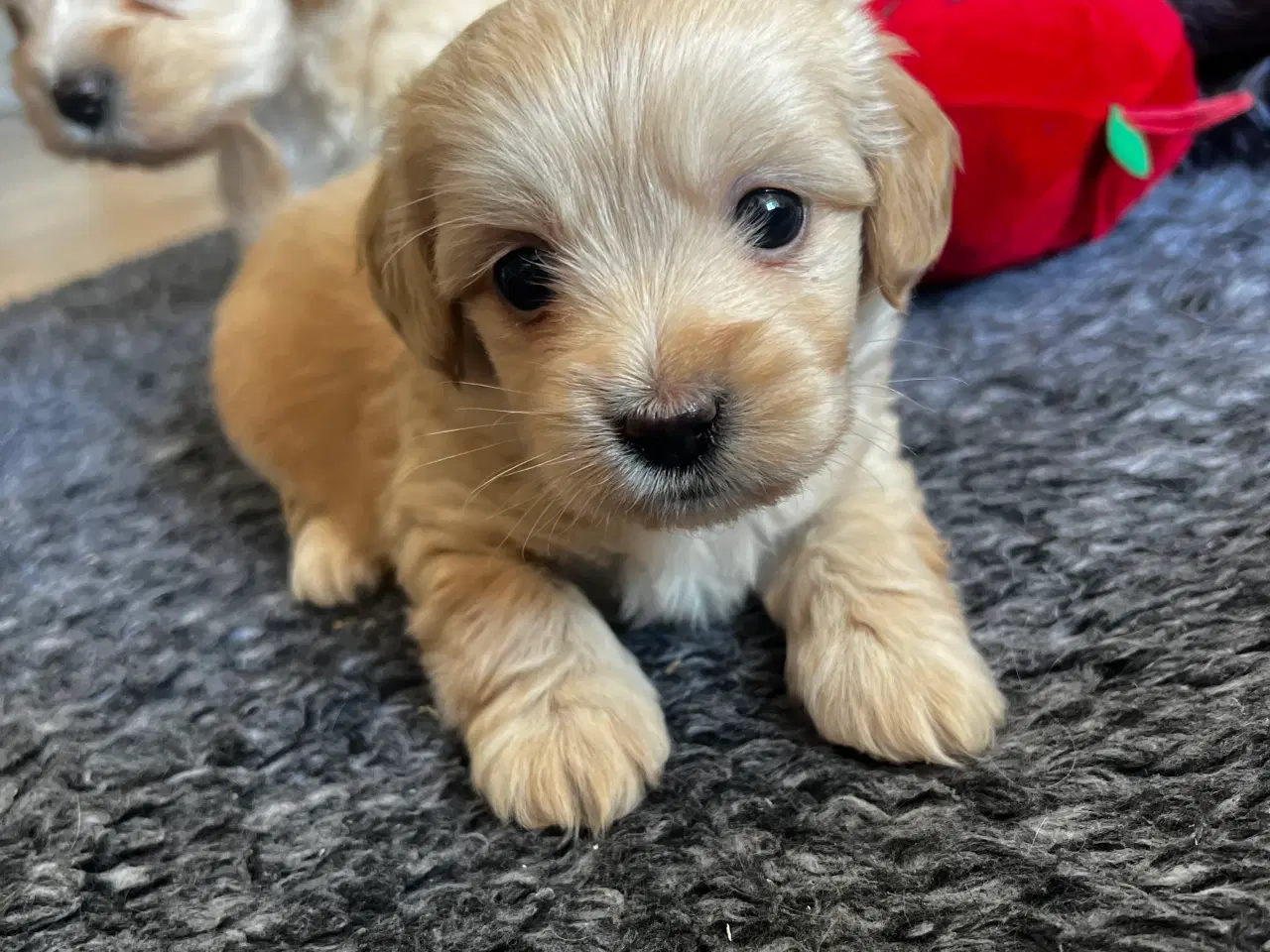 Billede 10 - Coton - Shih tzu hundehvalpe 