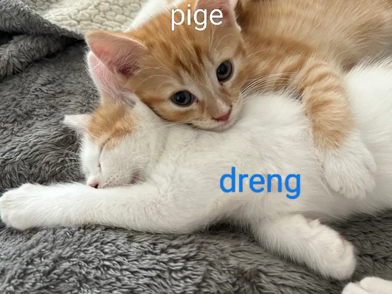 Billede 1 - Killinger snart klar