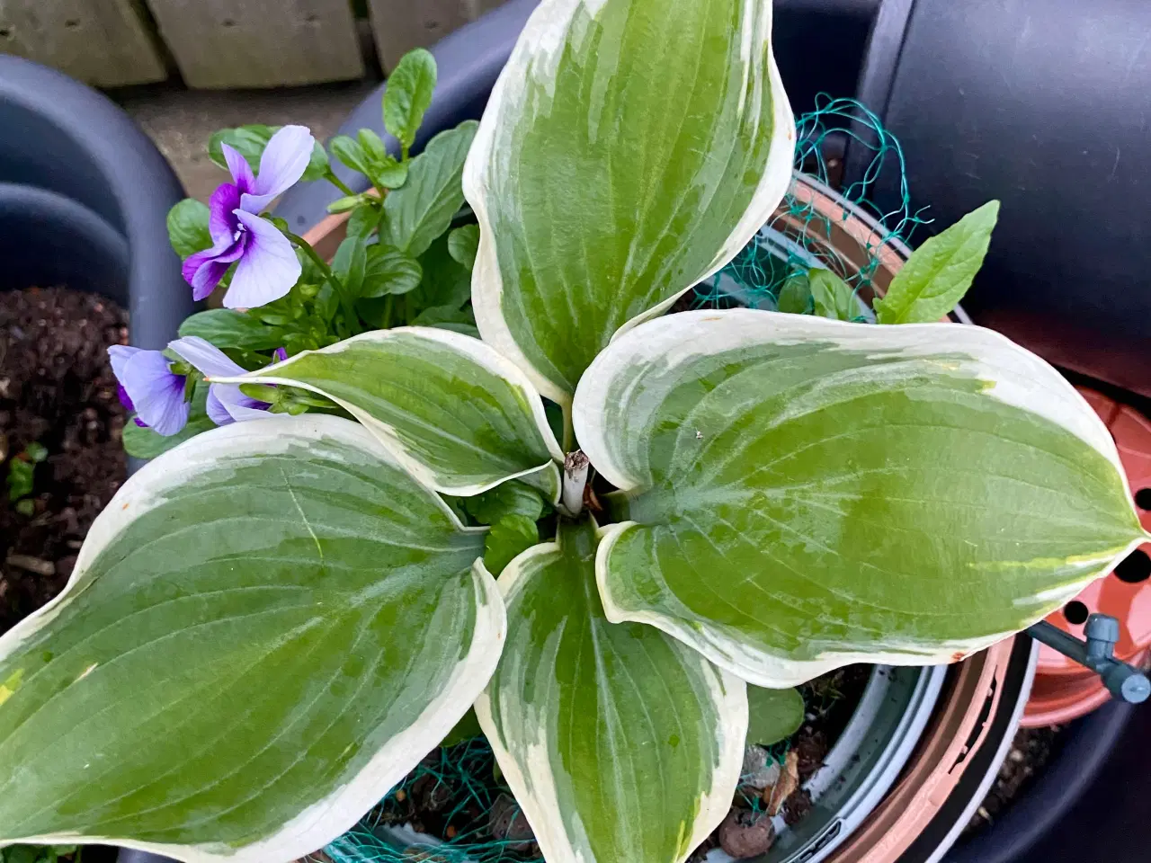Billede 7 - Hosta
