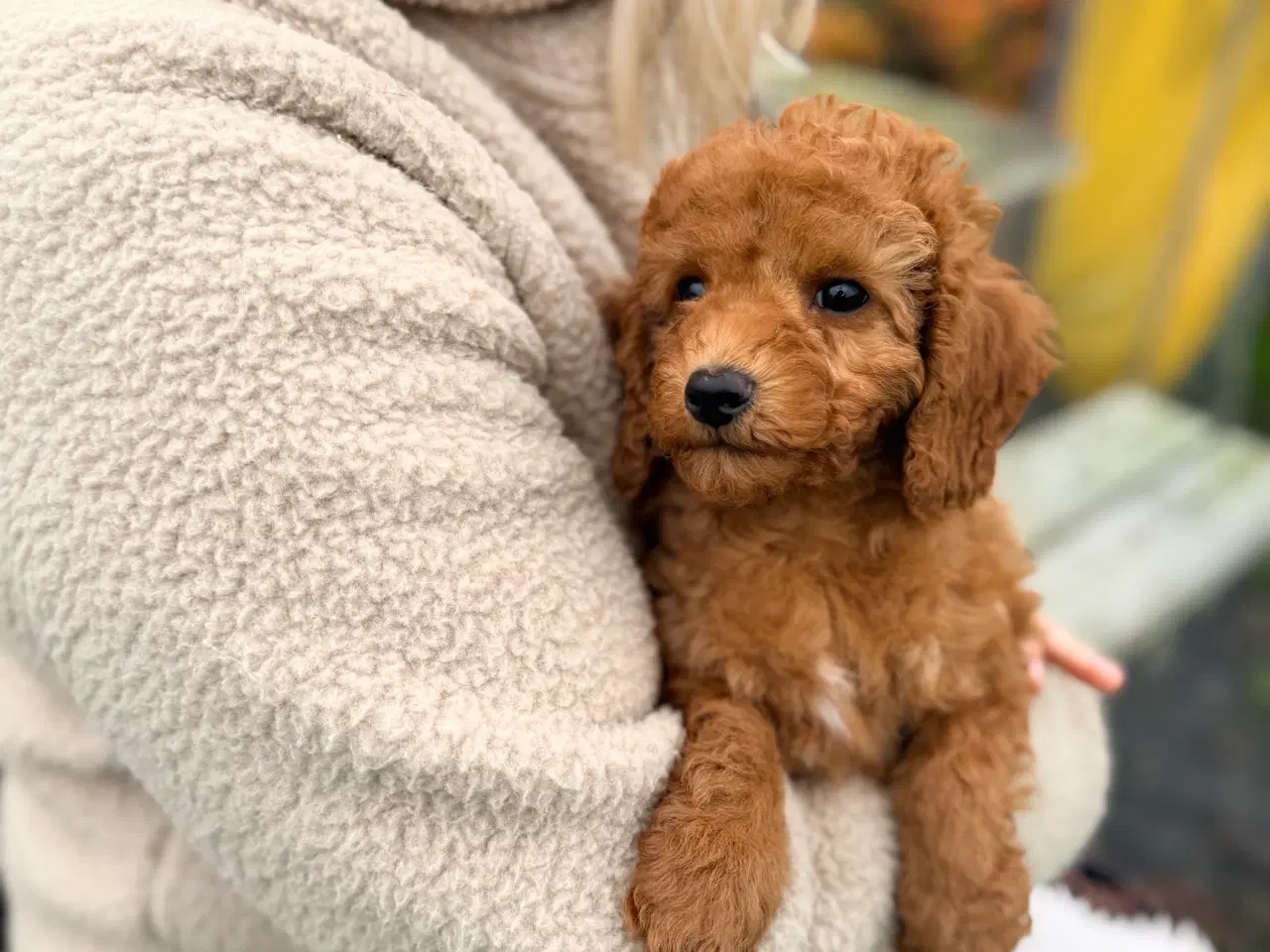 Billede 6 - Mellem puddel