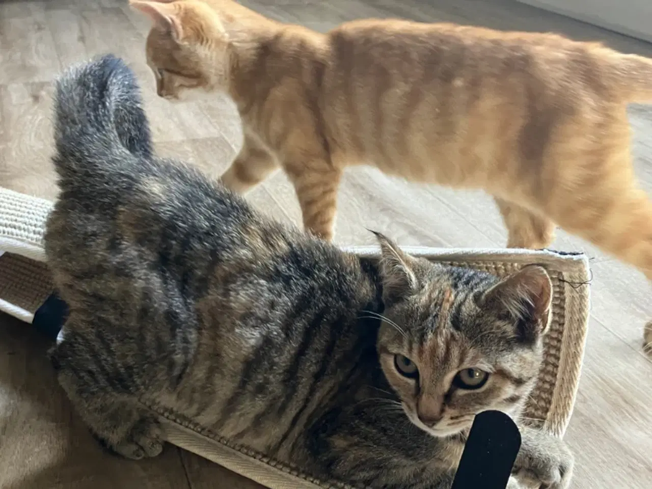 Billede 5 - Katte killinger