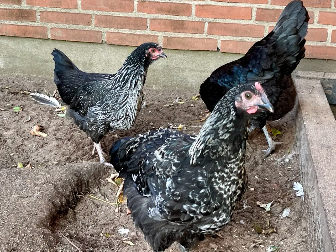 Billede 3 - 3høns + 1hane blanding lys Sussex / Australorps