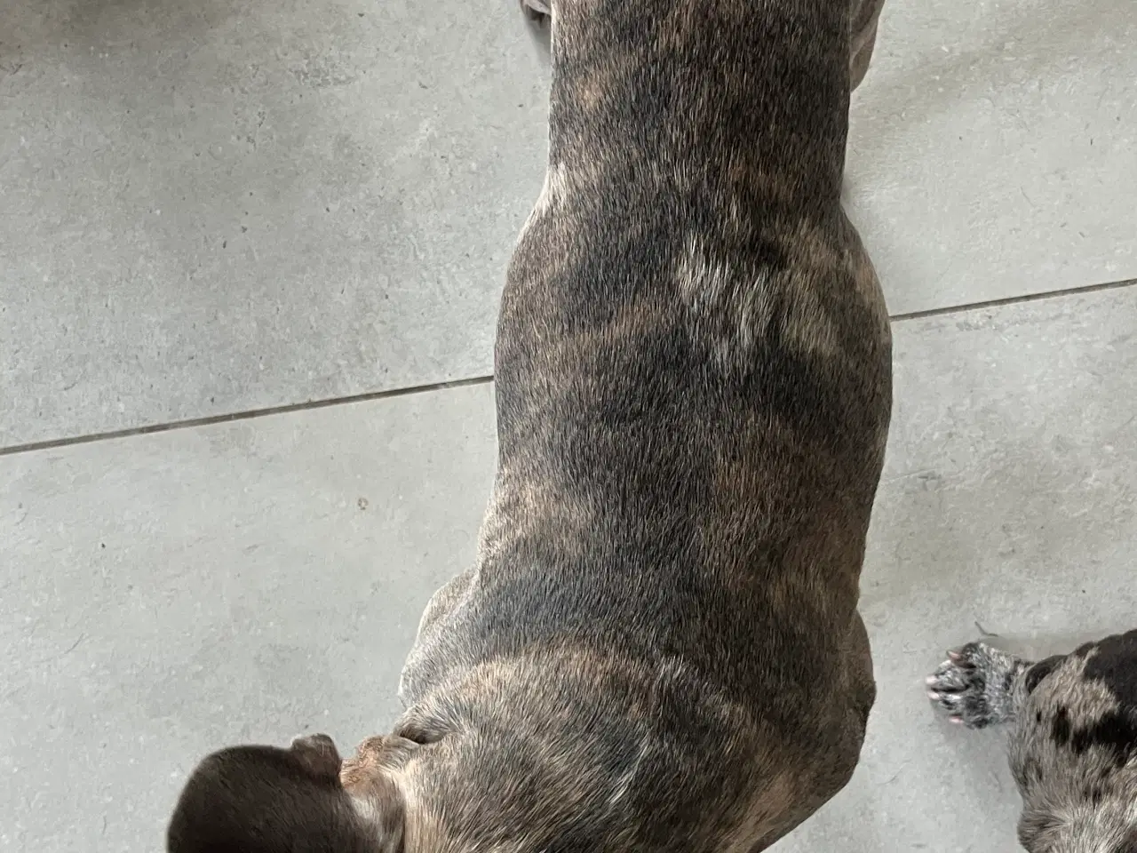 Billede 3 - Fransk Bulldog til parring🐾🩵