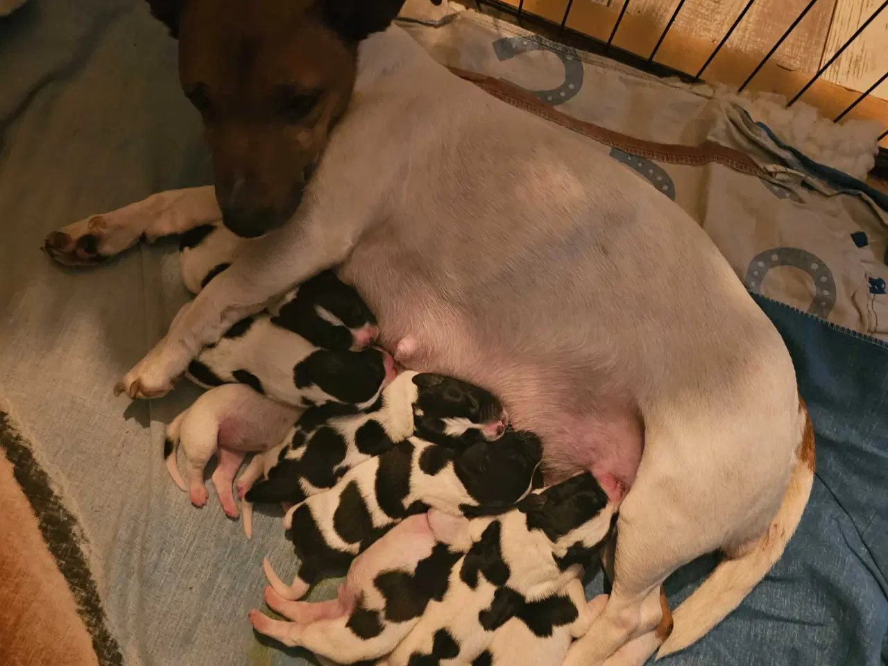 Billede 17 - 🐾 Lækre små vapser søger kærlige hjem 🐾