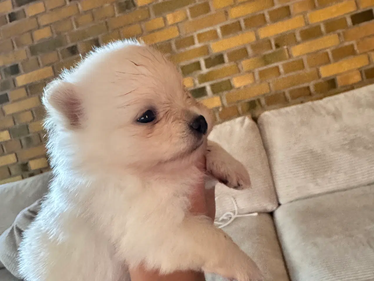 Billede 6 - Pomeranian Merle hvalp 