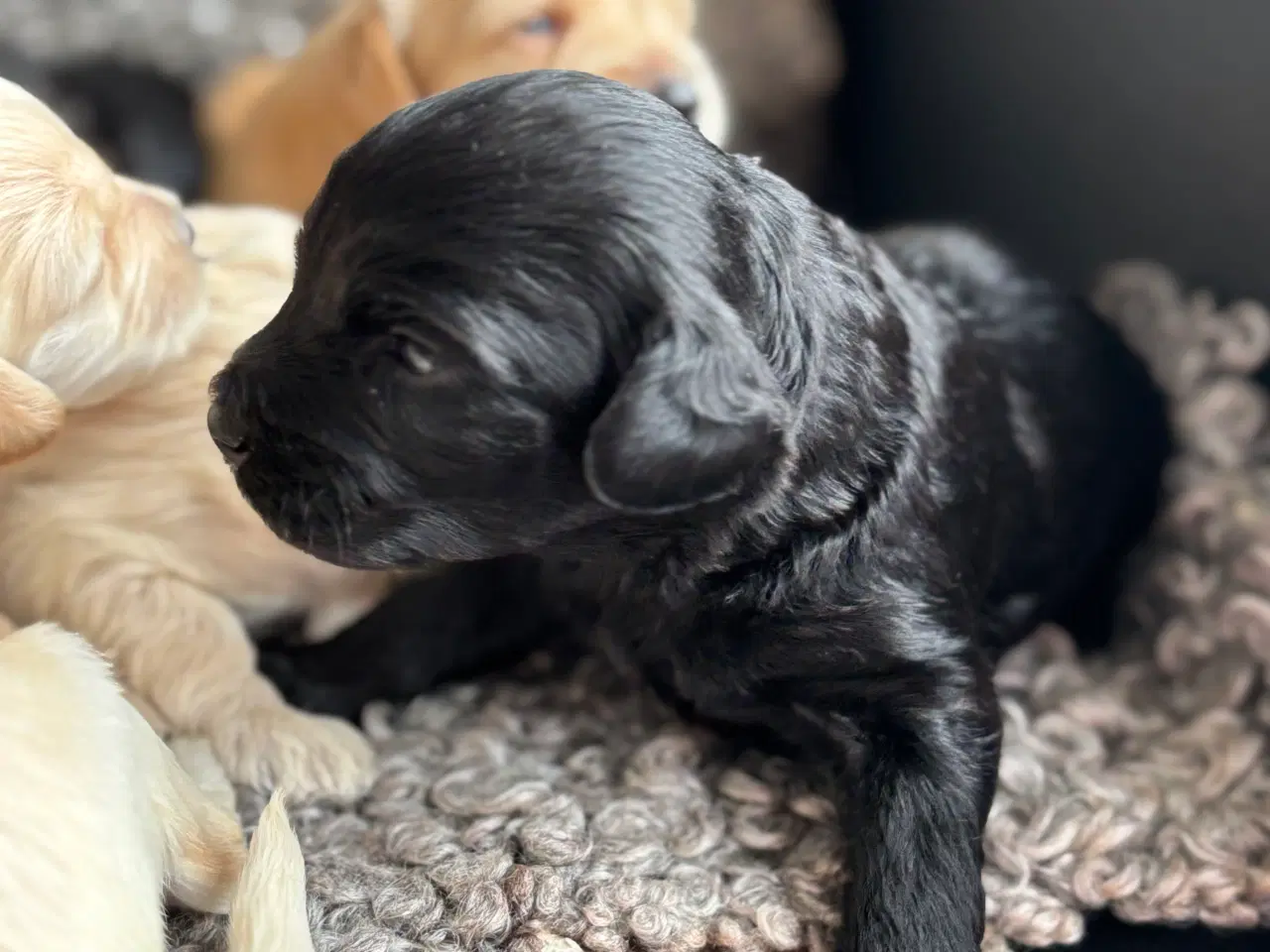 Billede 10 - Toy Cockapoo Doodle / Labradoodle