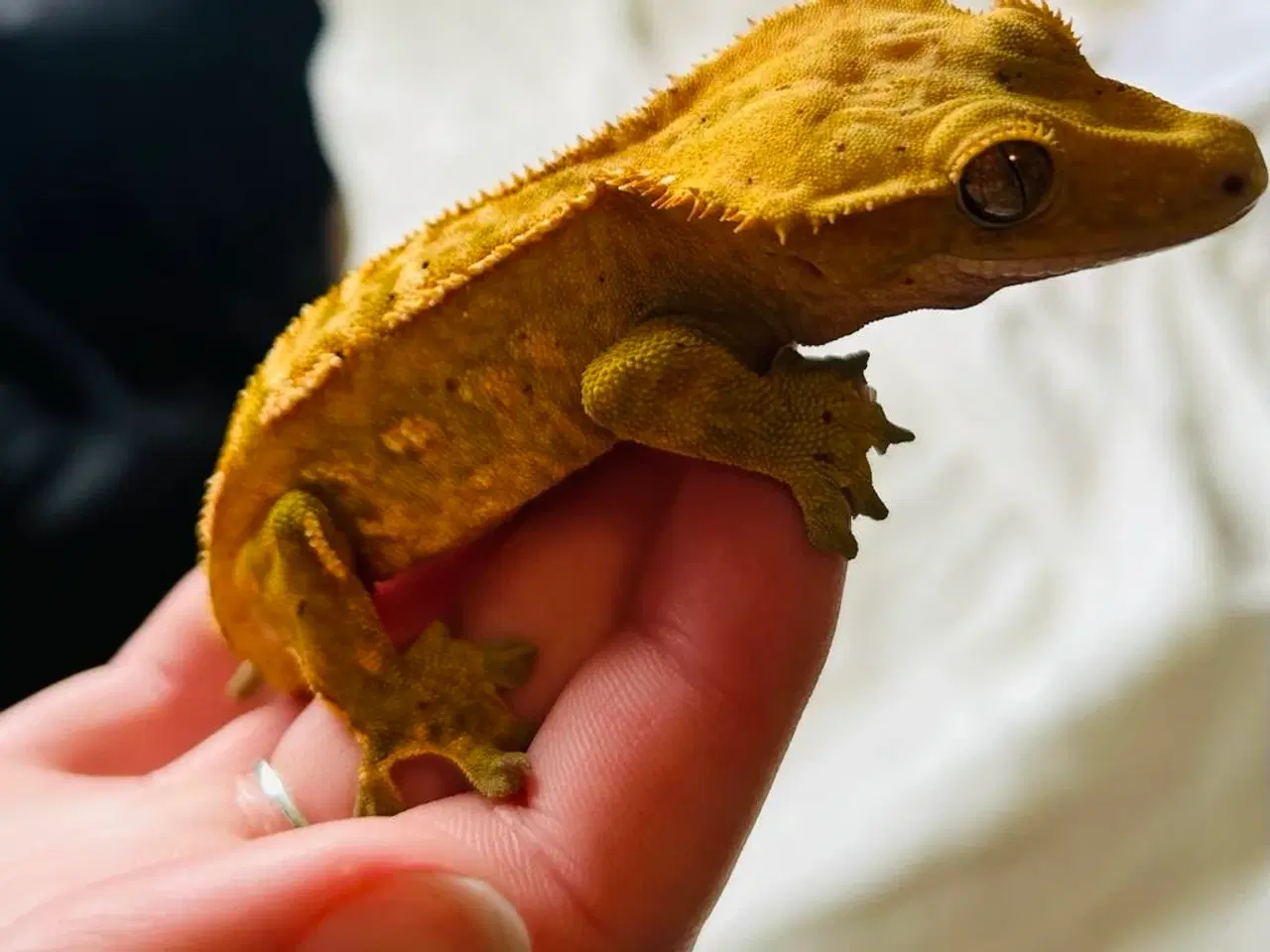 Billede 1 - Kronegekko incl terrarie