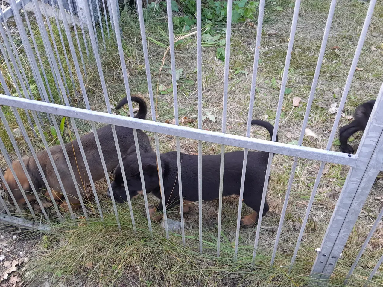 Billede 1 - Cane Corso Italiano 7 ugers.