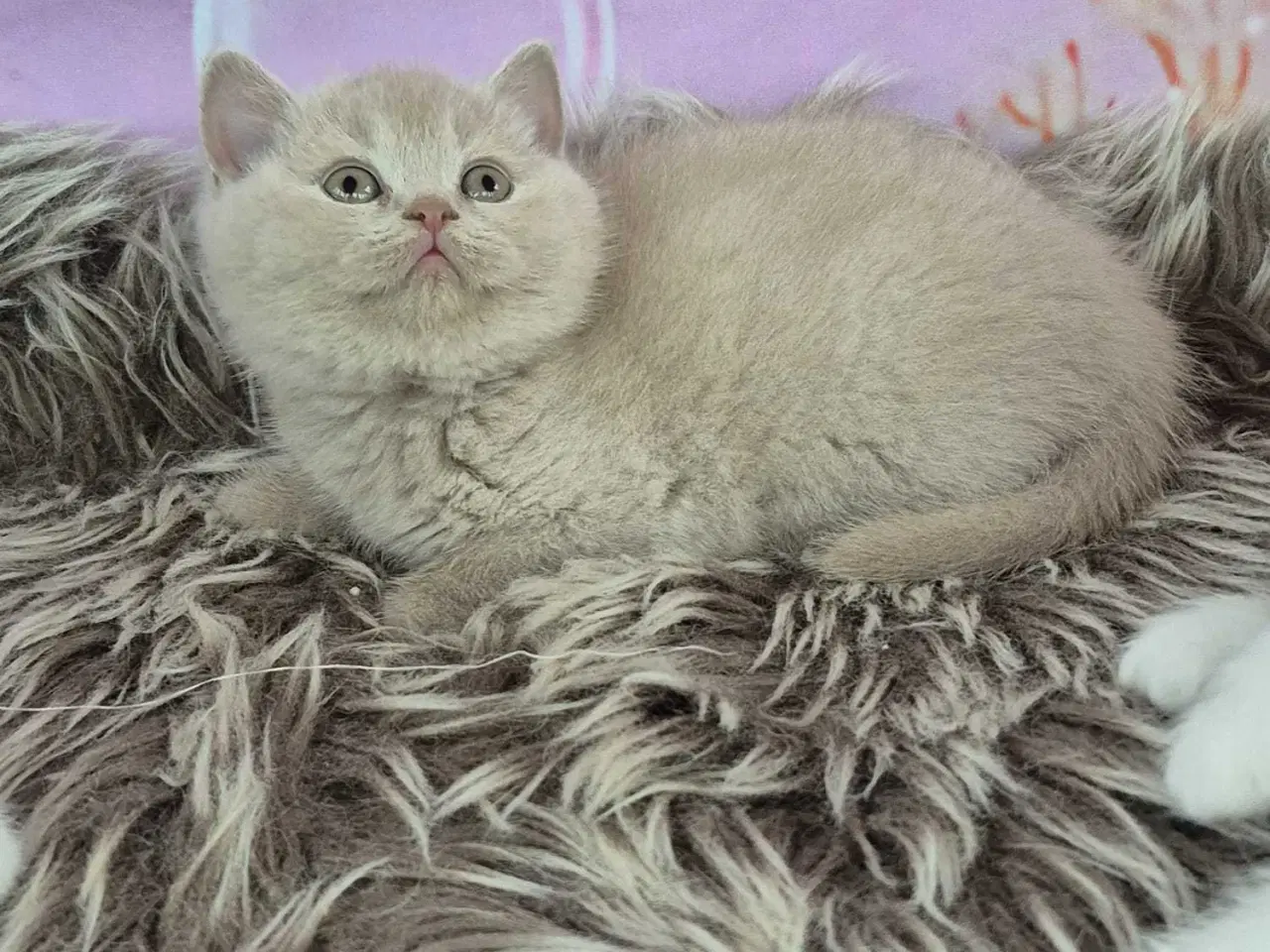 Billede 6 - British shorthair hunkilling