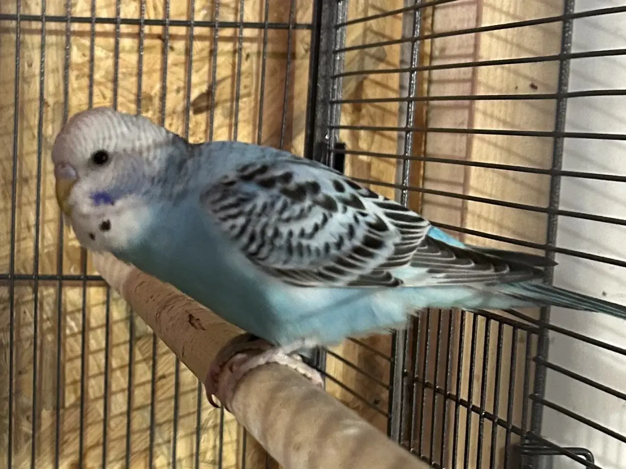 Billede 4 - Håndteret undulat unger