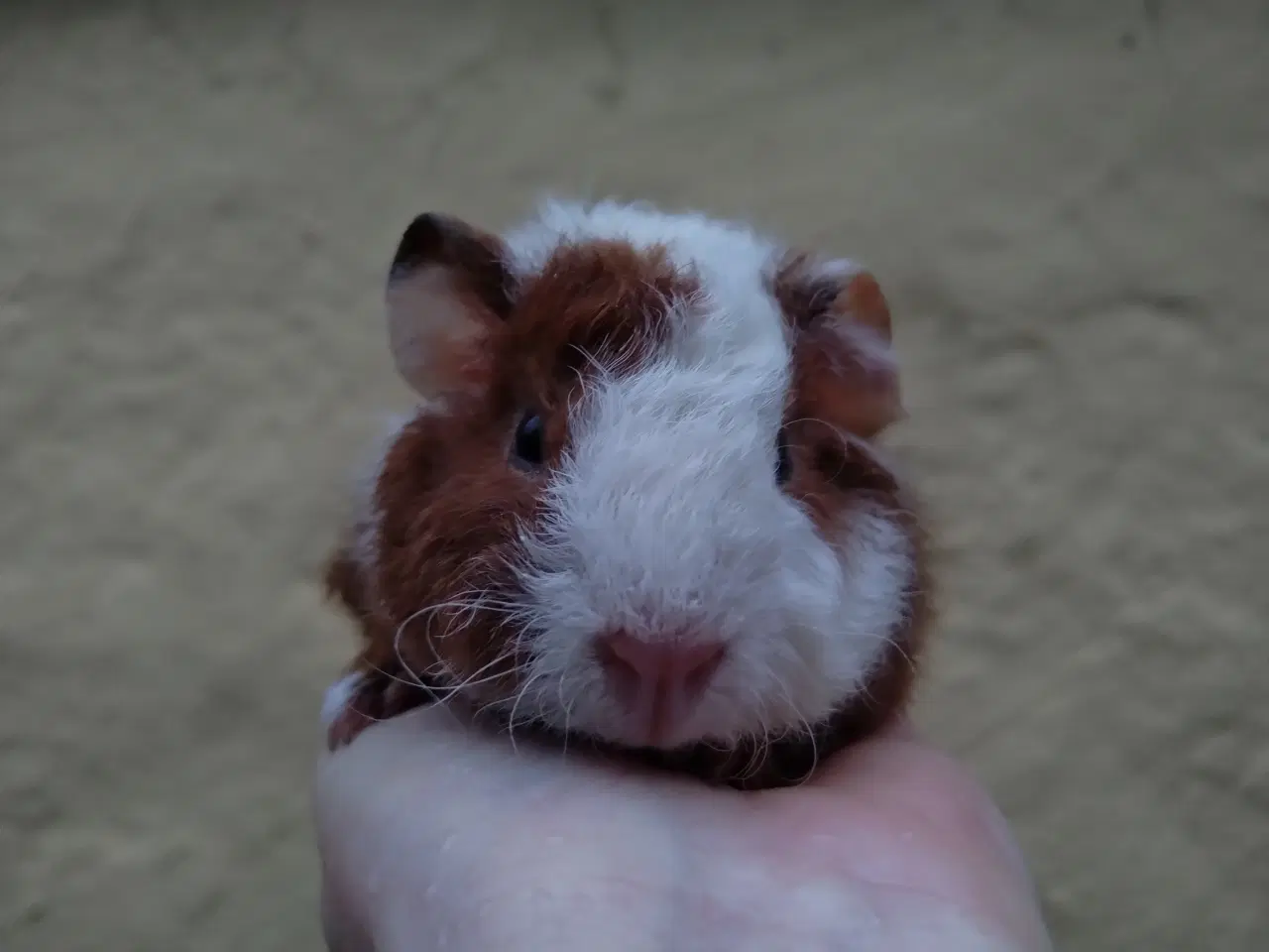 Billede 12 - Marsvin unger, forskellige racer 