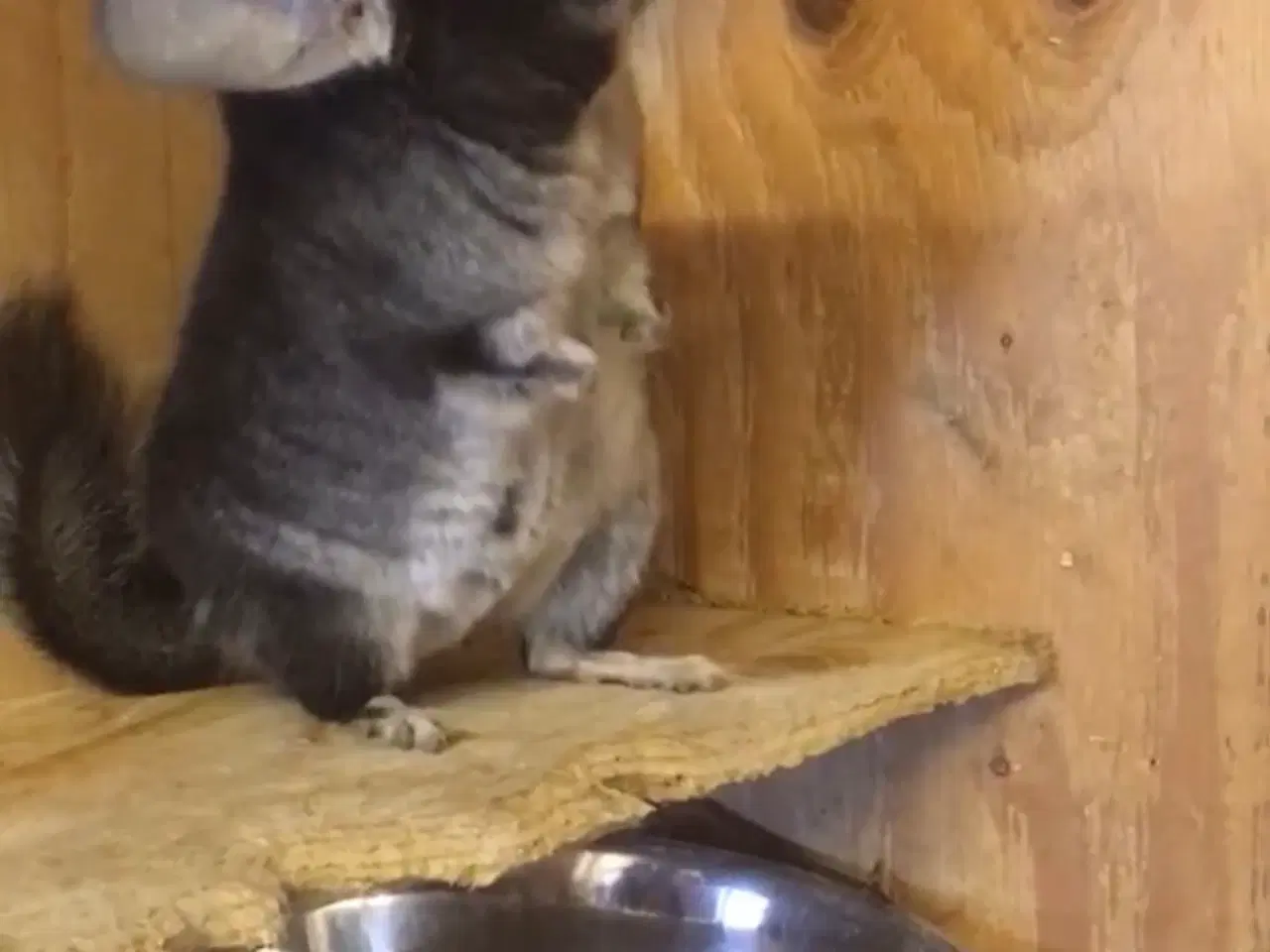 Billede 16 - Rpa og Rpac ( Angora) chinchillaer søger nyt hjem 