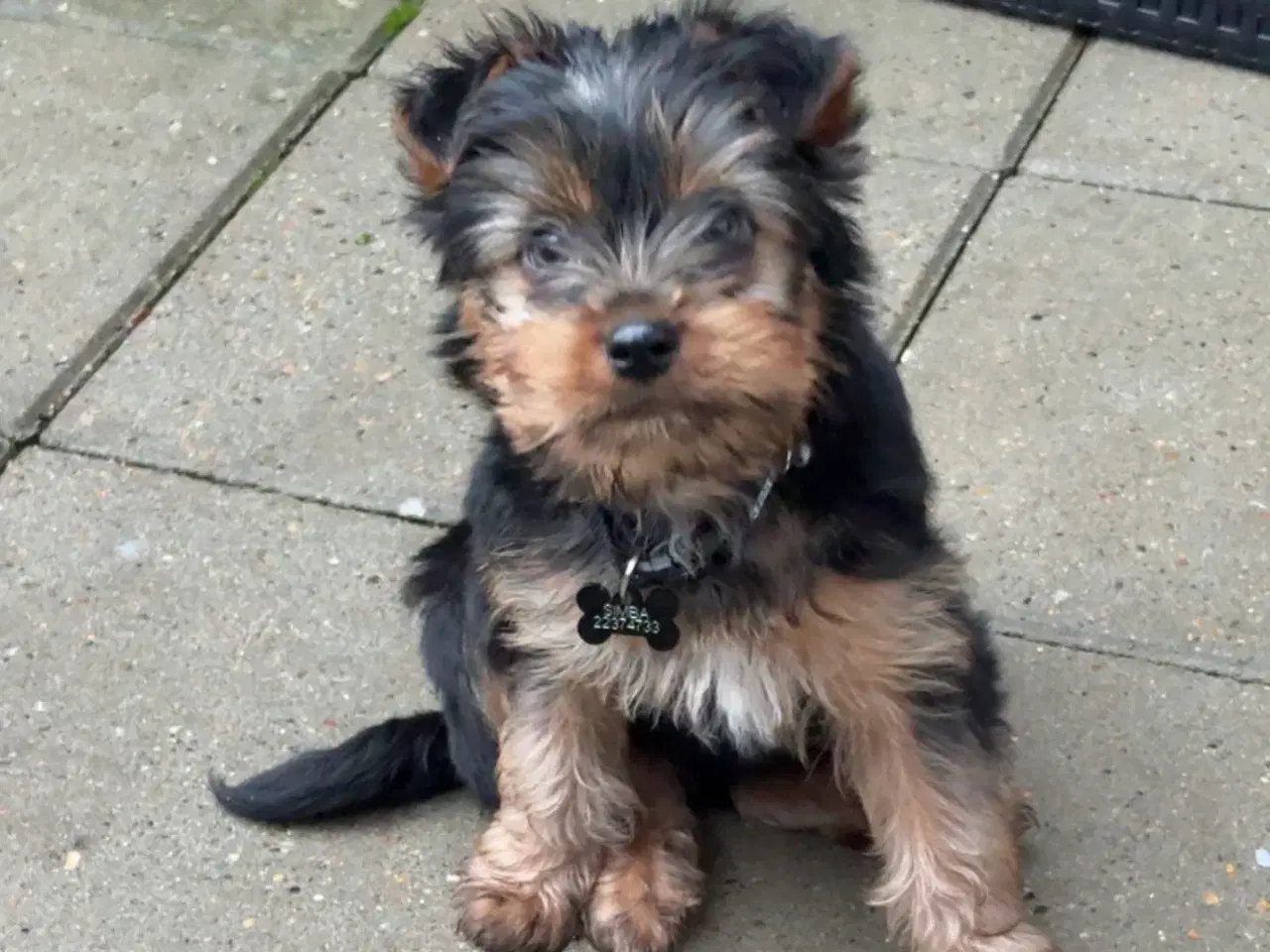 Billede 3 - Yorkshire terrier 