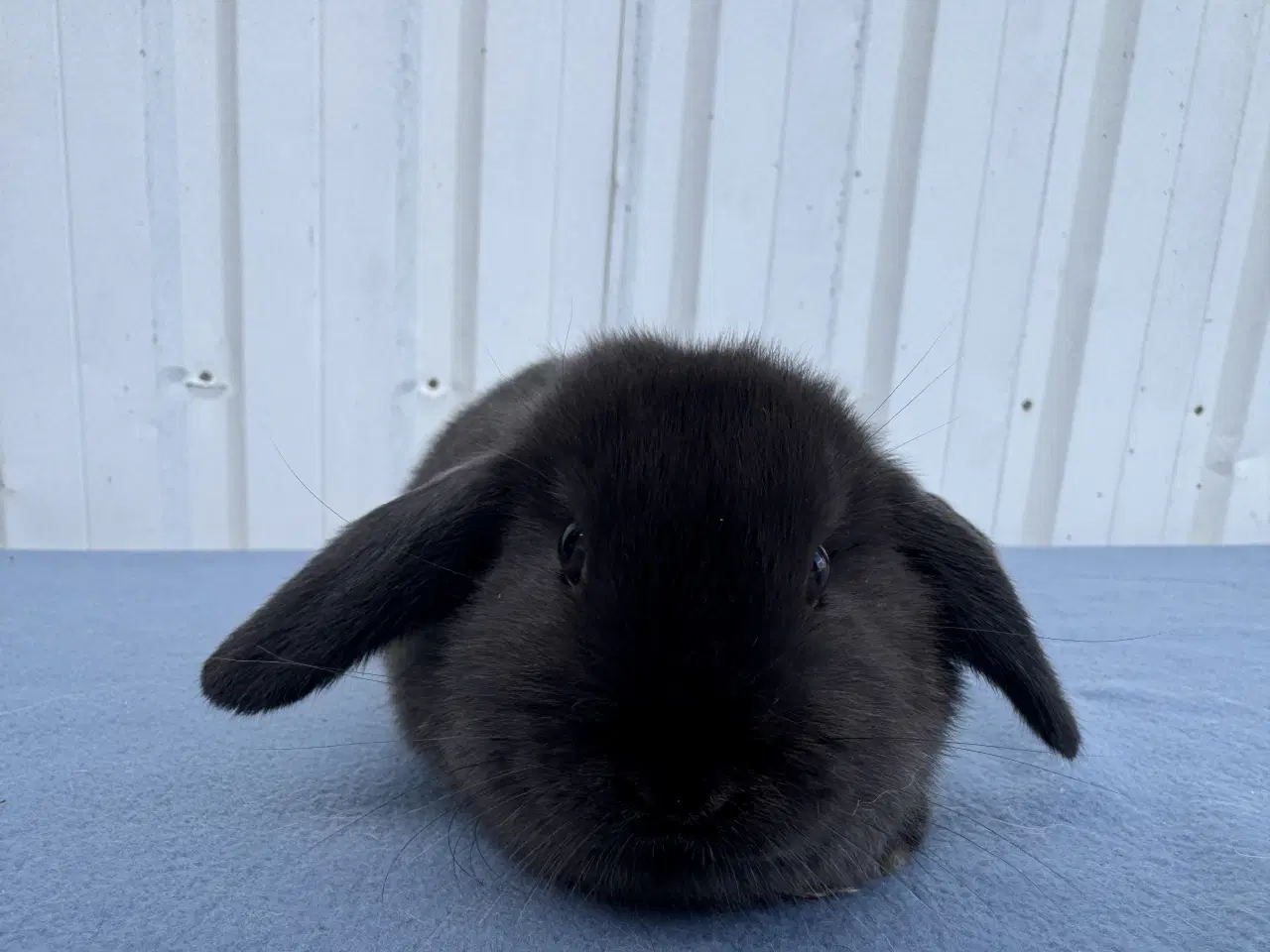 Billede 2 - Dværgvædder hunkanin